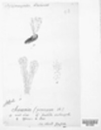 Cordyceps farinosa image